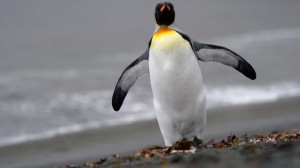 penguin